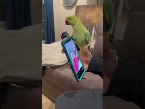 Mon oiseau a des stims vocaux ... 🤣