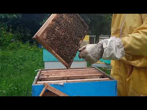 Ucinak "slabe" pčelinje zajednice u maju