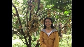 Download lagu Pagtatanim at Pagpapabunga ng Lanzones_saKABUKIRANche mp3