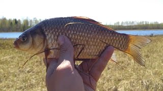 Где клюет карась в ивановской области