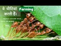 The wild Ant's Farming | Full Episode 2 | Hindi Documentry.