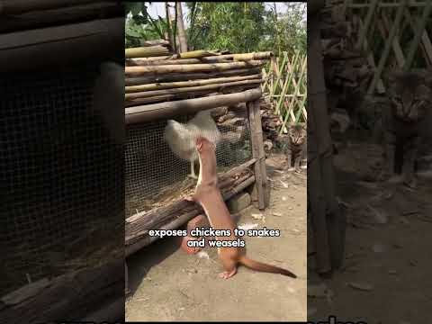 Warum schlafen Hühner am liebsten in Bäumen? #Tiere #Huhn #Tiere #YouTubeKurzvideos