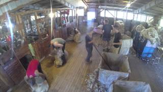 preview picture of video 'Sheep shearing at Milmore Downs - December 2013'