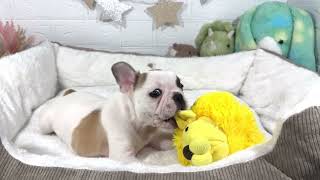 フレンチブルドッグの動画01