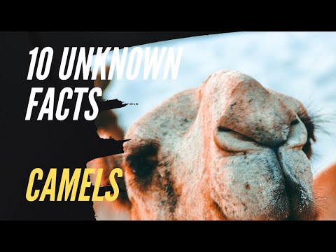 10 interesting facts about camels - animal FACTS