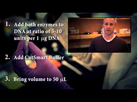 Neb Restriction Enzyme Double Digest Protocol