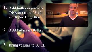 NEB Restriction Enzyme Double Digest Protocol