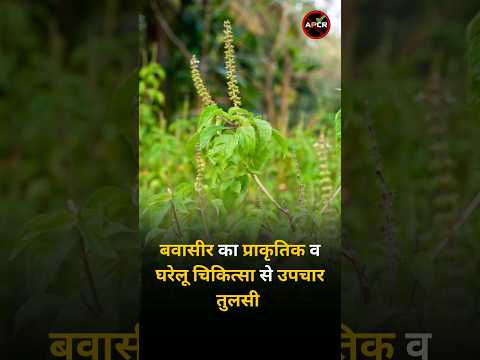 Treatment of piles with natural and home remedies : Tulsi #homeremedies #pilesclinic  #healthtips
