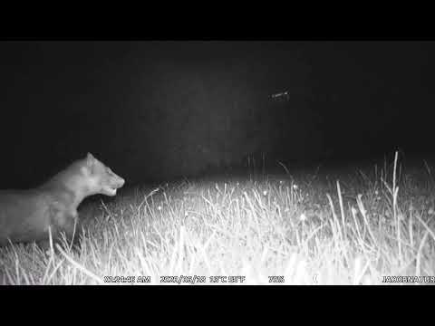 Marder mit Geräusch und Blick ins Gebiss.