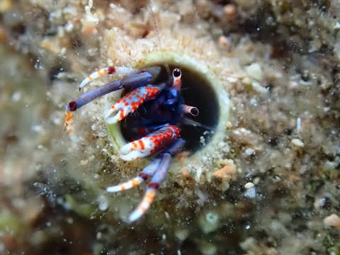 Calcinus tubularis