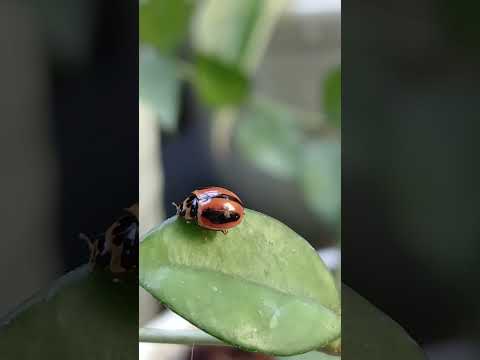 Ladybug #kepik #insects #insect #serangga #animalovers