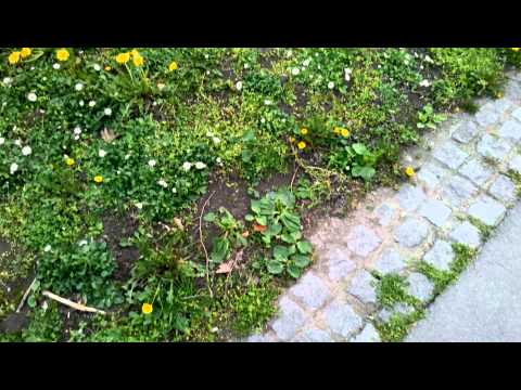 Allview P5 Quad Full HD Camera Test