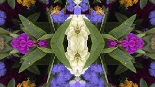 Nobody Knows You When You&#39;re Down and Out (by Dave Van Ronk live at Indiana U. &#39;64)