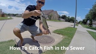 How To Catch Fish in the Sewer