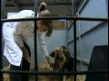 Royal Welsh Show