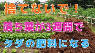 【99%の家庭菜園はこれを知るべき】何年待っても腐らなかった落ち葉が、たった3週間で極上堆肥に変わる…今すぐ仕込めば肥料代もゼロになります。