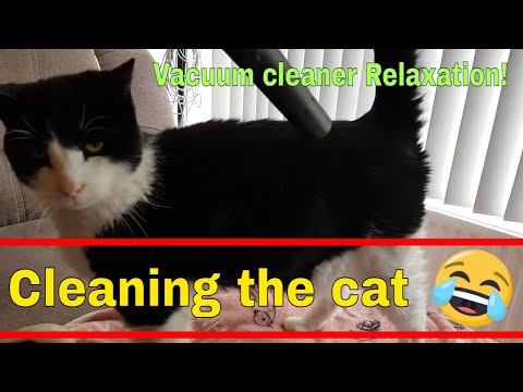 Vacuum cleaning the cat - Relaxing moment for the cat! #shorts