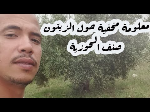 معلومات حول الزيتون صنف الحوزية المغربية، لا تغرسها لوحدها