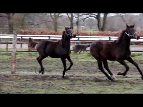 Oldenburger Hengst v. Beckham