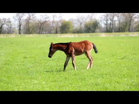 Hengstfohlen For Romance X Dancier