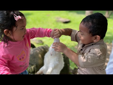 KESERUAN ENA ENO BERMAIN DENGAN KELINCI DAN KAMBING DI PURI MATARAM