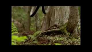 Life Cycles - A Way of Life.wmv