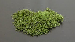 Growing Land Moss in Aquarium