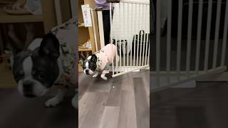なかなか帰れない愛犬