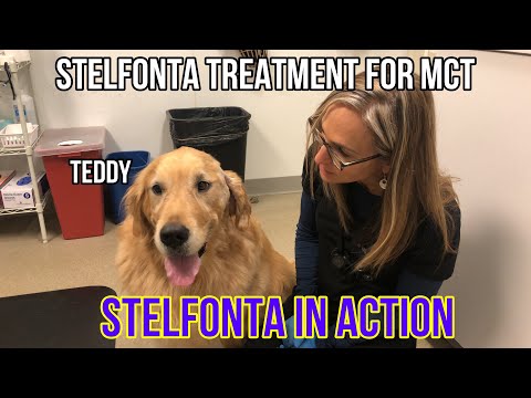 用於治療狗狗肥大細胞瘤的癌症療法 Stelfonta - VLOG 132 (Cancer Treatment Stelfonta in Action for Mast Cell Tumors in Dogs - VLOG 132)
