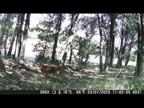 Fototrampeo: La furia del jabalí y... ¿un lobo? (Valles del Cerrato, julio de 2.023)