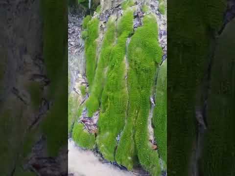 San Miguel,  Santander Colombia