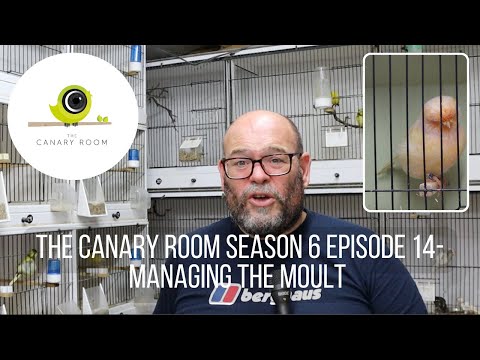 The Canary Room Season 6 Episode 14 - Managing the moult