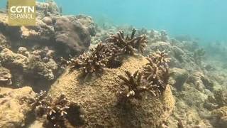 Provincia china de Hainan restaura casi 200 hectáreas de arrecifes de coral