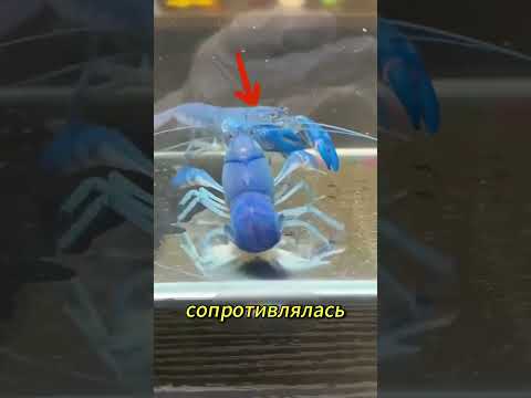 «Беременная омариха и её маленькие омарята» #viral