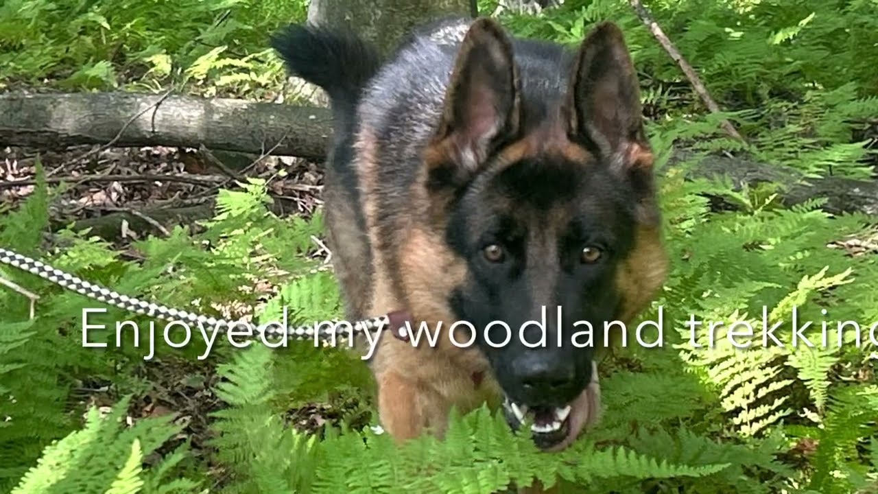 Lexi (26-206), a Adoptable German Shepherd Dog in New Ringgold, PA video 6/6