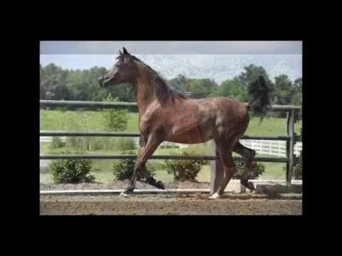 Lotus Valentina Duzac