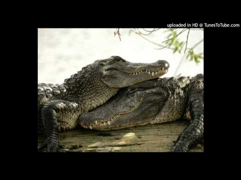 Today's Tango Is... Lágrimas de Cocodrilo - Rafael Canaro 1948