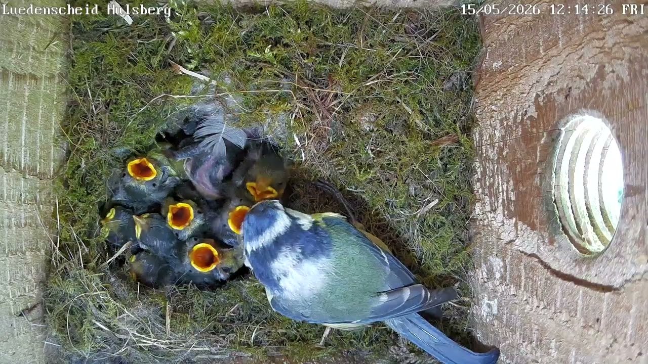 Querbeet durch alle Bruten: Stare, Turmfalken, Meisen | 15.05.2026