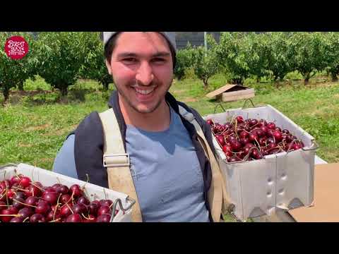 Tasmania Birchs Bay Cherries