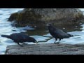 An Unkindness of Ravens