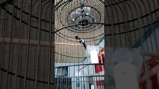 Download lagu Murai Batu Isian Tupai/Bajing Kekes !!! Mutiara Viking #kicaumaniaindonesia #burung mp3