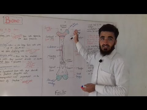 Bone anatomy, physiology and histology