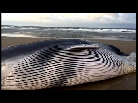 Fin whale washed up on beach in Norfolk