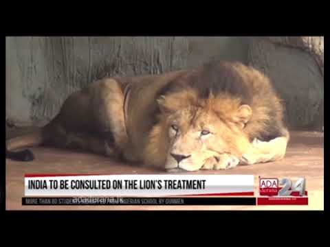 Lion Thor - COVID-19 Positive