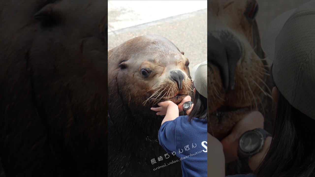 お姉さんに800kg越えのトドが甘えます。トドのお父さん｢玄太郎｣くんの可愛さ半端ない。 #うみたまご #玄太郎#トド
