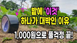 밭에 '이것'이 대박인 이유 단돈 1,000원으로 풀걱정은 사라집니다!