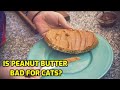 Is Peanut Butter Harmful To Cats?