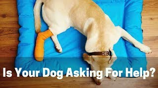 9 Signs Your Dog Is In Pain. Don