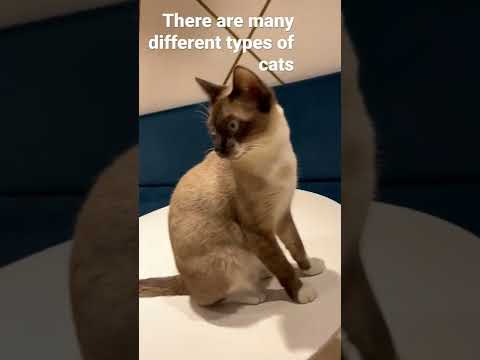 I went to this lovely place where u can play and pet cats Al Raha Beach - Al Muneera - Abu Dhabi