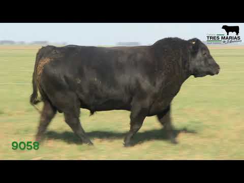 RP: 9058. Toro Reproductor PC. Cabaña Tres Marias. 2º Corral. Gregorio Aberasturi SRL.